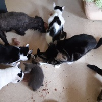 photo de livraison pour Pour l'Amour des Chats