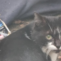 photo de livraison pour Lezard