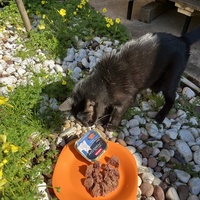 photo de livraison pour Les chats de chez nous