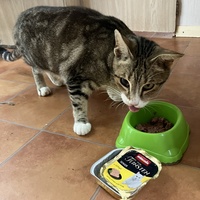 photo de livraison pour SOS Chats Libres