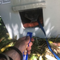 photo de livraison pour Félin Pour L’Hôte