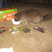 photo de livraison pour Jardin des Chats
