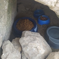 photo de livraison pour Protect Cat
