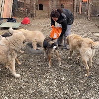 photo de livraison pour Saving Orphaned Souls Sheila's Animal Rescue Mission
