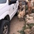 photo animal
