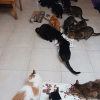 photo de livraison pour Les Amis de Michouette