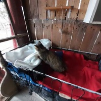 photo de livraison pour Chats Libres de Béziers