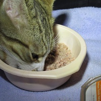photo de livraison pour Jardin des Chats