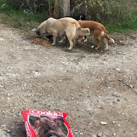 photo de livraison pour Mira Shorak Assante Di Capillo