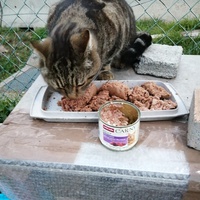photo de livraison pour L'Ecole du Chat Istreen