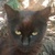photo animal