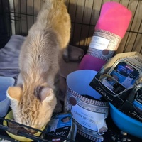 photo de livraison pour Chats Libres de Béziers