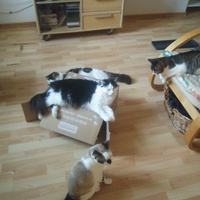 photo de livraison pour Les Chats du Nord Meusien