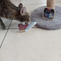 photo de livraison pour Les Chats de Condom 32