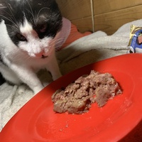photo de livraison pour Les chats de chez nous