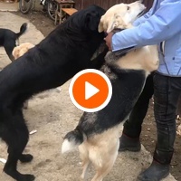 photo de livraison pour Saving Orphaned Souls Sheila's Animal Rescue Mission