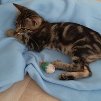 photo de livraison pour Bien vivre avec les Chats Sallélois