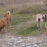 photo de livraison pour Civic Initiative Kane Korzo Skopje
