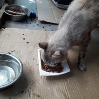 photo de livraison pour Une vie, Un chat