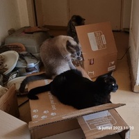 photo de livraison pour Chats Libres des Hauts Cantons de l'Hérault