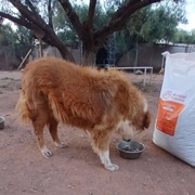 photo de livraison pour Help Adopt Moroccan Animals