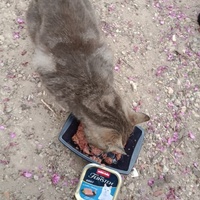 photo de livraison pour Les Chats-Pitresdelavi-Ste