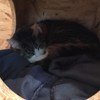 photo de livraison pour Ronron Association