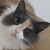 photo animal
