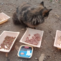 photo de livraison pour Les Chats-Pitresdelavi-Ste