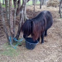 photo de livraison pour Refuge cheval Espoir