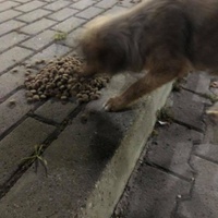 photo de livraison pour Woolly Woofters