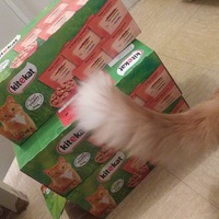 photo de livraison pour Protect Cat