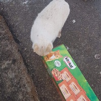 photo de livraison pour Les chats Port-Saint-Louisiens