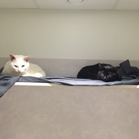 photo de livraison pour Ronron Association