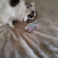 photo de livraison pour Chats Grains d'Amour