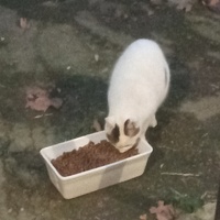 photo de livraison pour Les chats libres de Caro