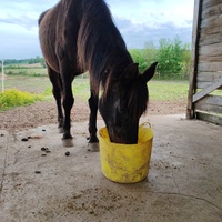 photo de livraison pour Refuge Cheval Nature En Aquitaine