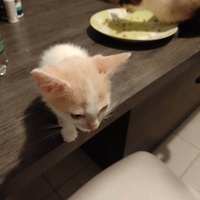 photo de livraison pour Chat L'Heureux Chat l'Ange et Cie