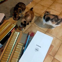 photo de livraison pour Le Souffle de Bastet