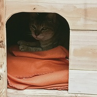 photo de livraison pour Les chats libres de Caro