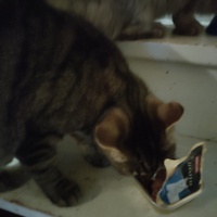 photo de livraison pour Animaux en péril