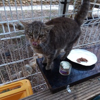 photo de livraison pour Amicale Chats