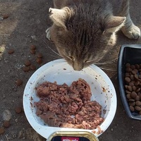 photo de livraison pour Les Chats-Pitresdelavi-Ste