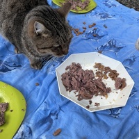 photo de livraison pour Les chats de chez nous