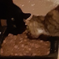 photo de livraison pour Pour l'Amour des Chats
