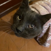 photo de livraison pour Association Chats Errants Val de Nièvre