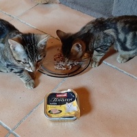 photo de livraison pour Bien vivre avec les Chats Sallélois