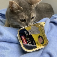 photo de livraison pour Cosette