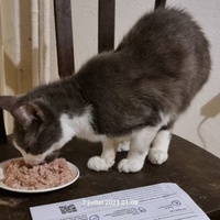 photo de livraison pour Chats Libres des Hauts Cantons de l'Hérault