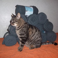 photo de livraison pour Jardin des Chats